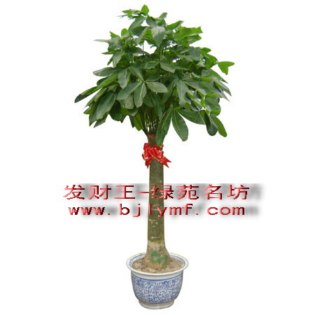 绿植租赁北京绿植租赁公司