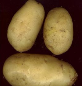 潍坊市昌邑马铃薯土豆基地企业介绍